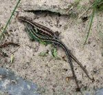 Sand Lizard (<i>Lacerta agilis</i>) An adult pair of Dorset animals