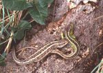 Sand Lizard (<i>Lacerta agilis</i>). This is a pair of Merseyside lizards. Although the female exhibits broad stripes neither would look out of place in Dorset. The racial differences are highly prevalent trends but are NOT absolutes.