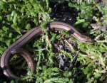 Slowworm (<i>Anguis fragilis</i>). This is an adult female. Females differ notably from males as can be seen. You will also see that she has lost part of her tail which has barely started re-growing.