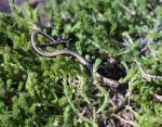 Slowworm (<i>Anguis fragilis</i>). This is a juvenile - born, literally, hours before this photograph. Their beautiful silver, gold or bronze colouration makes them look like living jewellery.