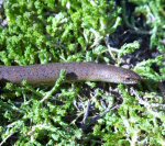 Slowworm (<i>Anguis fragilis</i>). Another live-bearing but legless lizard the slowworm, as a slug eater, is the gardener