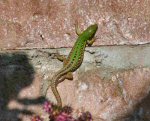 Italian Wall Lizard (<i>Podarcis sicula campestris</i>). Although the males are rather splendid I find the more subdued markings of the females such as this more beautiful.