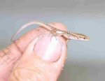 This is a picture of my thumb! Additionally there is a hatchling Italian Wall lizard (<i>Podarcis sicula campestris</i>). The smaller lacertids, unsurprisingly, hatch small babies!