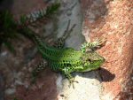 Italian Wall Lizard (<i>Podarcis sicula campestris</i>) This is a large and elderly male who has been with me for many years.