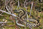 Adder (<i>Vipera berus</i>). The Adder is a beautiful snake occasionally unjustly persecuted because it is venomous. In reality, bees, wasps and dogs kill far more people than adders. This specimen was captured on a Sussex heath