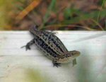 Common or Viviparous Lizard (<i>Zootoca viviapara</i>). These amazing little lizards have many adaptations to cold climates. One of these is that they are live bearing. This female is heavily gravid and very close to producing her litter of between 8 and 