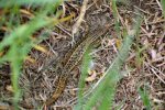 Common or Viviparous Lizard (<i>Zootoca vivipara</i>). This is a fairly typical adult male. The beauty of these little characters is greatly underestimated.