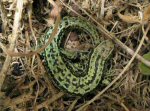 Common or Viviparous Lizard (<i>Lacerta vivipara</i>). Occasionally a green Common Lizard can be found leading to it being mis-identified as a Sand lizard. Comparison of this green male with the pictures of Sand Lizards will show they are very different.