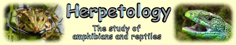 Herpetology - the study of amphibians and reptiles